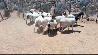 Sheep - Ad posted by nicolene maritz