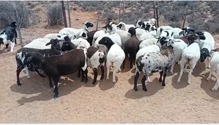 Sheep - Ad posted by nicolene maritz