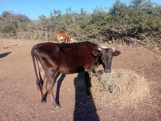 Cattle for sale