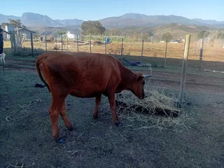 Cattle for sale