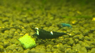 Black king kong shrimp