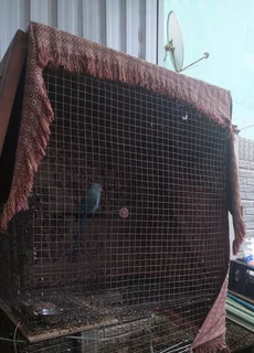 Bird for sale with cage