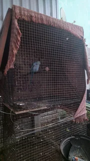 Bird for sale with cage