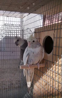 Cocotalie birds, cage &#43; breeding box for sale