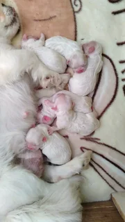 Beautiful Purebred Miniature Pekingese Puppies For Sale..