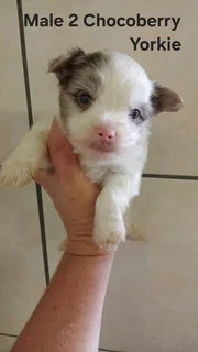 Gorgeous Purebred Miniature Exotic Chocoberry Male Yorkie Puppy For Sale....
