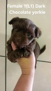 Gorgeous Purebred Miniature Exotic Dark Chocolate Female Yorkie Puppy For Sale...