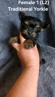 Gorgeous Purebred Miniature Traditional Female Yorkie Puppy For Sale