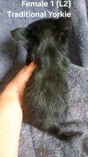 GORGEOUS PUREBRED MINIATURE TRADITIONAL FEMALE YORKIE PUPPY FOR SALE