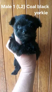 Gorgeous Purebred Miniature Exotic Coal Black Male Yorkie Puppy For Sale.