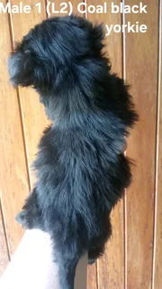 GORGEOUS PUREBRED MINIATURE EXOTIC COAL BLACK MALE YORKIE PUPPY FOR SALE.