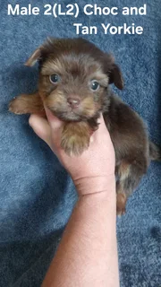 Gorgeous Purebred Miniature Choc And Tan Male Yorkie Puppy For Sale.