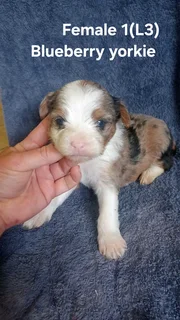 Beautiful Purebred Miniature Exotic Blueberry Yorkie Female Puppy For Sale.