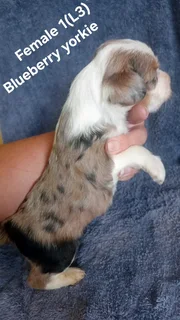 BEAUTIFUL PUREBRED MINIATURE EXOTIC BLUEBERRY YORKIE FEMALE PUPPY FOR SALE.