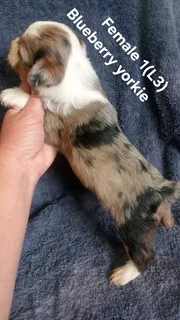 BEAUTIFUL PUREBRED MINIATURE EXOTIC BLUEBERRY YORKIE FEMALE PUPPY FOR SALE.