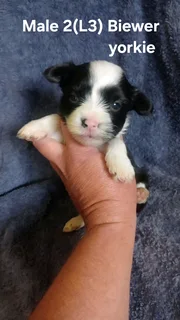 Beautiful Purebred Miniature Exotic Biewer Yorkie Male Puppy For Sale