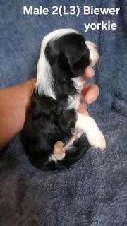 BEAUTIFUL PUREBRED MINIATURE EXOTIC BIEWER YORKIE MALE PUPPY FOR SALE