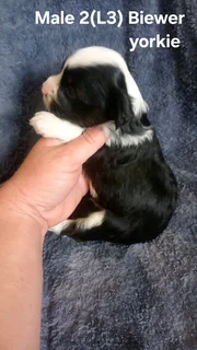 BEAUTIFUL PUREBRED MINIATURE EXOTIC BIEWER YORKIE MALE PUPPY FOR SALE