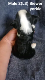 BEAUTIFUL PUREBRED MINIATURE EXOTIC BIEWER YORKIE MALE PUPPY FOR SALE