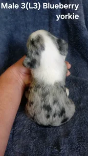 BEAUTIFUL PUREBRED MINIATURE EXOTIC BLUE BERRY YORKIE MALE PUPPY FOR SALE