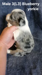 BEAUTIFUL PUREBRED MINIATURE EXOTIC BLUE BERRY YORKIE MALE PUPPY FOR SALE