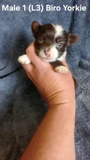 Beautiful Purebred Miniature Exotic Biro Yorkie Male Puppies For Sale