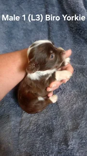 BEAUTIFUL PUREBRED MINIATURE EXOTIC BIRO YORKIE MALE PUPPIES FOR SALE