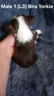 BEAUTIFUL PUREBRED MINIATURE EXOTIC BIRO YORKIE MALE PUPPIES FOR SALE