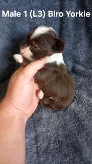 BEAUTIFUL PUREBRED MINIATURE EXOTIC BIRO YORKIE MALE PUPPIES FOR SALE
