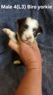 BEAUTIFUL PUREBRED MINIATURE EXOTIC BIRO YORKIE MALE PUPPIES FOR SALE