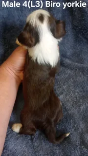 BEAUTIFUL PUREBRED MINIATURE EXOTIC BIRO YORKIE MALE PUPPIES FOR SALE