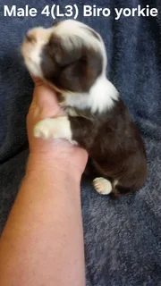 BEAUTIFUL PUREBRED MINIATURE EXOTIC BIRO YORKIE MALE PUPPIES FOR SALE