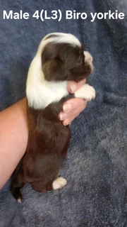 BEAUTIFUL PUREBRED MINIATURE EXOTIC BIRO YORKIE MALE PUPPIES FOR SALE