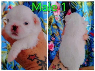 Gorgeous Purebred Miniature Pekingese Puppies For Sale.