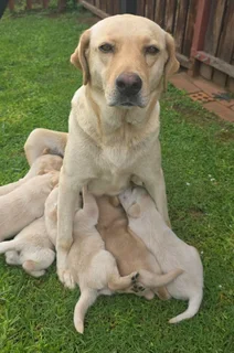 STUNNING PUREBRED GORGEOUS LABRADOR RETRIEVER PUPPIES FOR SALE.