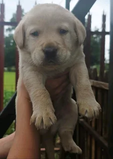 STUNNING PUREBRED GORGEOUS LABRADOR RETRIEVER PUPPIES FOR SALE.