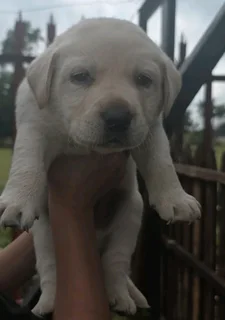 STUNNING PUREBRED GORGEOUS LABRADOR RETRIEVER PUPPIES FOR SALE.