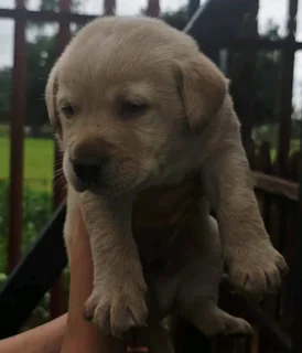 STUNNING PUREBRED GORGEOUS LABRADOR RETRIEVER PUPPIES FOR SALE.