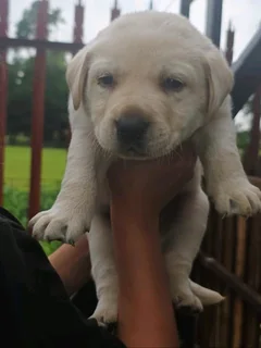 STUNNING PUREBRED GORGEOUS LABRADOR RETRIEVER PUPPIES FOR SALE.