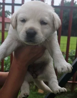 STUNNING PUREBRED GORGEOUS LABRADOR RETRIEVER PUPPIES FOR SALE.