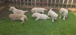 STUNNING PUREBRED GORGEOUS LABRADOR RETRIEVER PUPPIES FOR SALE.