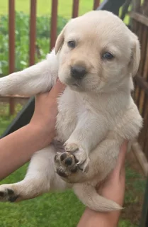 STUNNING PUREBRED GORGEOUS LABRADOR RETRIEVER PUPPIES FOR SALE.