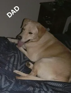 STUNNING PUREBRED GORGEOUS LABRADOR RETRIEVER PUPPIES FOR SALE.