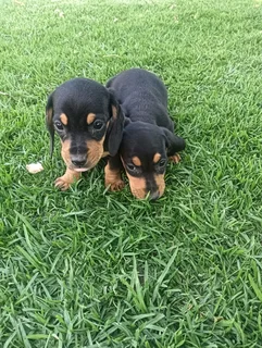 Gorgeous Purebred Miniature Dachshund Puppies For Sale.