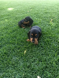GORGEOUS PUREBRED MINIATURE DACHSHUND PUPPIES FOR SALE.