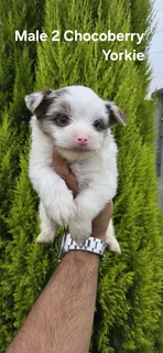 Stunning Purebred Miniature Exotic Chocoberry Yorkie Male Puppy For Sale..