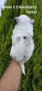 STUNNING PUREBRED MINIATURE EXOTIC CHOCOBERRY YORKIE MALE PUPPY FOR SALE..