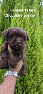 Stunning Purebred Miniature Exotic Dark Chocolate Female Yorkie Puppy For Sale.