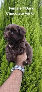 STUNNING PUREBRED MINIATURE EXOTIC DARK CHOCOLATE FEMALE YORKIE PUPPY FOR SALE.