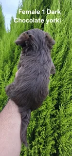 STUNNING PUREBRED MINIATURE EXOTIC DARK CHOCOLATE FEMALE YORKIE PUPPY FOR SALE.